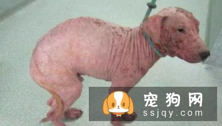 狗狗常见的寄生虫感染