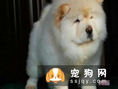 家庭喂养松狮犬的方法_宠物频道