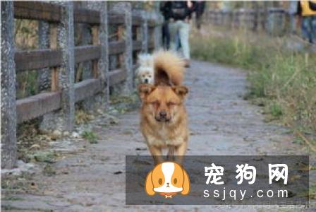 养宠必知 宠物十大致死原因