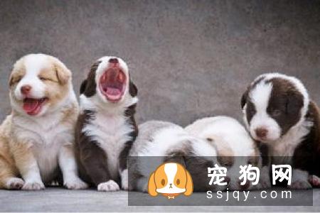 狗狗肠道消化功能出现问题,狗狗有种“备受瞩目的感觉”