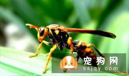 金钱木的形态特点及栽培方法|习性|图片