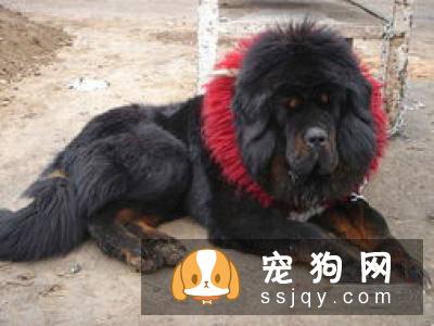 为什么称其为獒而不为狗?