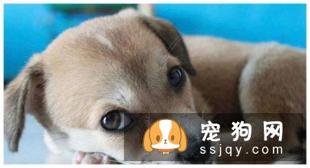 怎么判断狗狗要不要驱虫? 80%主人不了解!