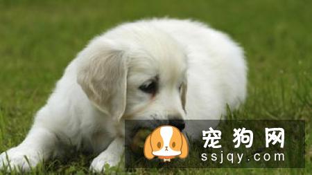 应该如何照顾老年犬，狗狗该吃什么？