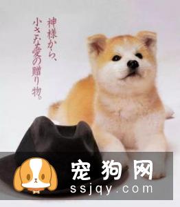 狗狗如厕“大试炼”!主人通关秘籍在此