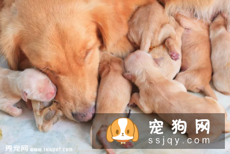 狗狗怀孕迎接新生命，您准备好了吗?