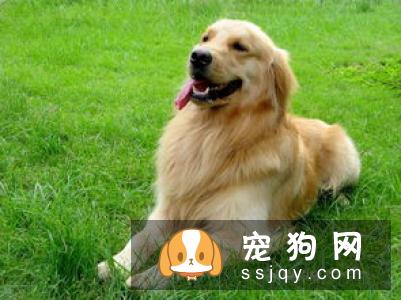 狗狗鼻子干的原因刚睡醒时,鼻子是干的