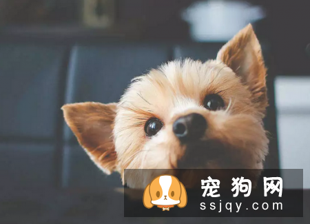 了解这些幼犬饲养指南，让狗狗健康成长