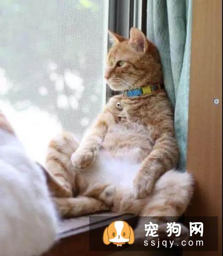 家有宠物必知：中暑征兆及预防方法