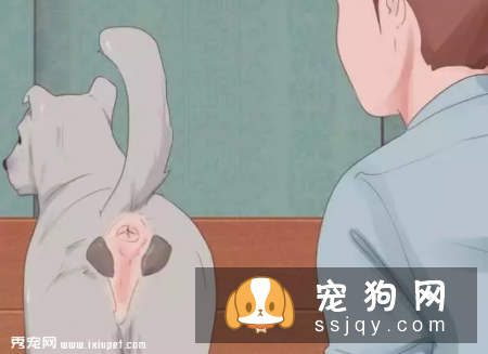 在家就可以给狗狗做的体检大法