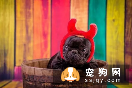 法国斗牛犬的优缺点有哪些 法斗优缺点分析