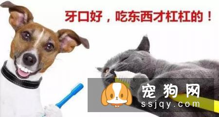 养宠常遇到的10个大坑，合格的铲屎官需了解！