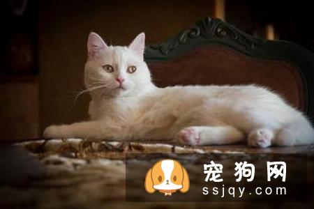犬的泌尿系统包括肾脏、输尿管、膀胱及尿道