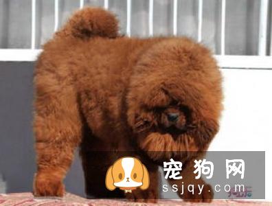 挑选纯种藏獒看这五点就够了
