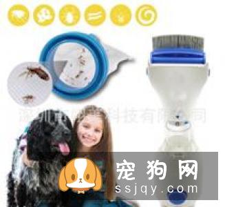 如何应对宠物狗身上长跳蚤