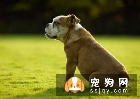 如何训练狗狗坐下