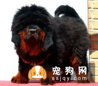 为什么称其为獒而不为狗?