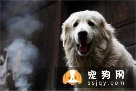 老年狗狗应该如何挑选狗粮