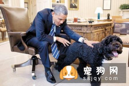 葡萄牙水犬和泰迪区别_怎么辨别葡萄牙水犬？