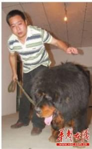 幼年藏獒的日常护理,仔犬出生时已经开始,如初生仔犬的擦拭,固定乳头,保温防冻