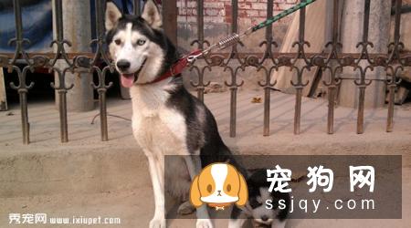 哈士奇狗_哈士奇介绍_哈士奇性格