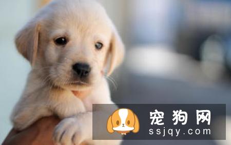 狗狗吃食时，不让任何人靠近该怎么办