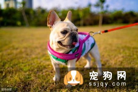 如何给狗狗梳毛，狗狗梳毛方法及注意事项！