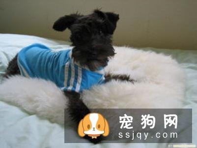 京巴犬喂养及训练指南