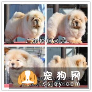 家庭喂养松狮犬的方法_宠物频道