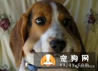 应该如何照顾老年犬，狗狗该吃什么？