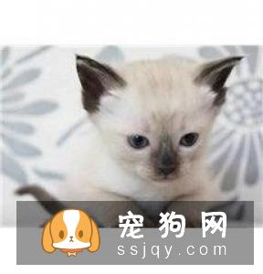 猫咪感染寄生虫应该如何治疗