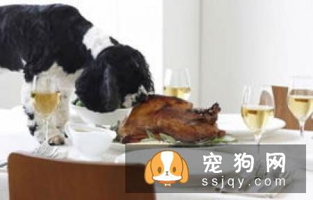 给狗狗吃东西的时候一定要多加注意,不要碰到美食就想跟它分享