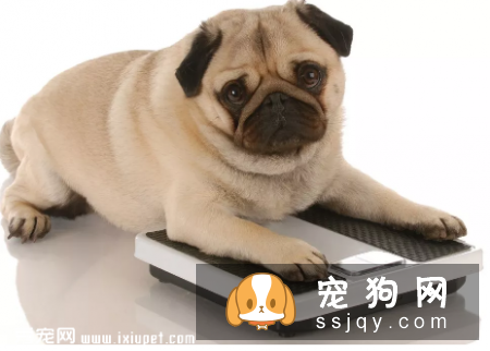 除了带毛孩到宠物医院或诊所定期检查外,主人在日常生活中应当多留意毛孩的身体状