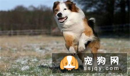 狗狗常见的五个坏毛病以及纠正方法
