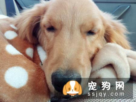 宠物和人一样也会晕车,这与自身体质和心理作用都有一定的关系