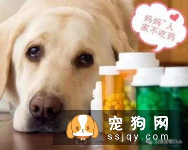 不花一分钱享受专业的宠物问题咨询