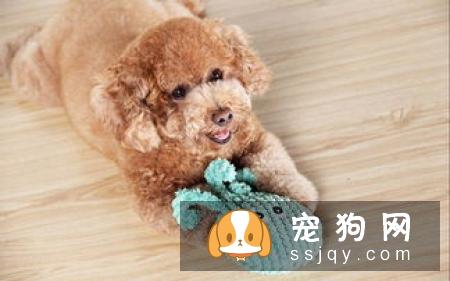 狗狗发情时的症状和注意事项