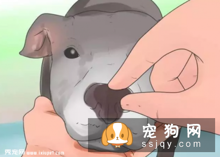 在家就可以给狗狗做的体检大法