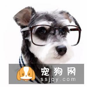 狗狗拉稀很活泼，狗狗拉稀但很精神