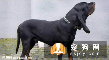 奥地利黑褐猎犬的基本特征及训练方法_饲养|图片
