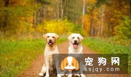 哪种狗最聪明最通人性 狗狗智商排名表