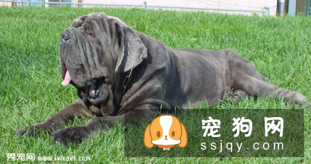 纽波利顿犬咬人吗_纽波利顿犬价格|图片