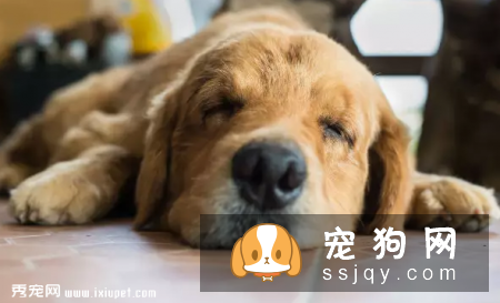 宠物为什么那么挑食?了解这些找到根源