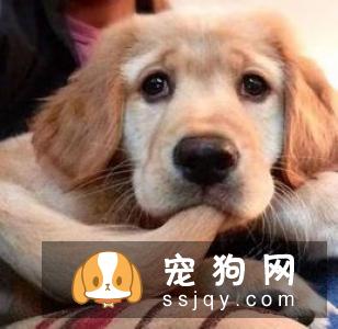 立耳品种的狗狗 不立耳需要做手术吗？