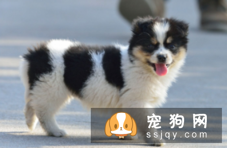 幼犬抵抗力非常弱,洗澡很容易引起呼吸道感染