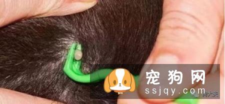 狗狗身上有跳蚤怎么办_狗狗有跳蚤的表现_怎么来的?