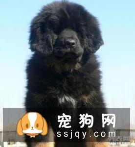 健康的小藏獒活泼,有精神,食欲、排泄均正常。仔细检查还有以下特征