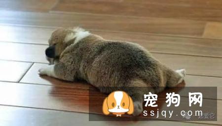 狗狗肠道感染寄生虫疾病怎么办?