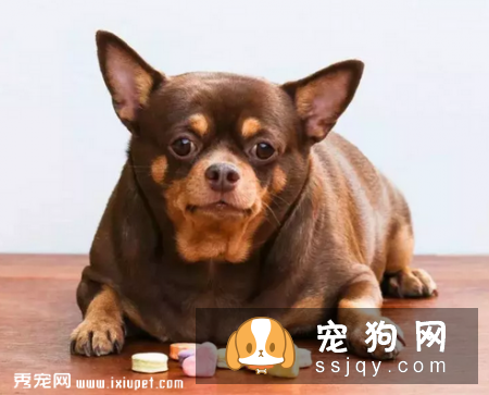 不要恐惧狗狗患糖尿病，来了解一下患病原因和治疗方法吧