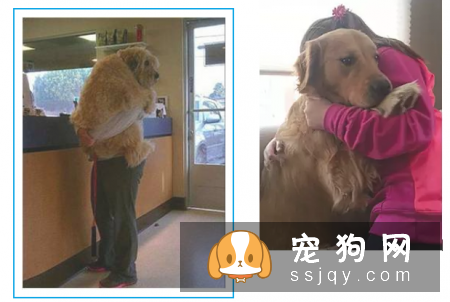 养宠物是件大事,主人除了需要做好心理准备和经济准备外,还得知道怎样才能把它健